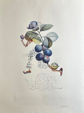 Gravure Dali - FlorDali/Les Fruits Plum