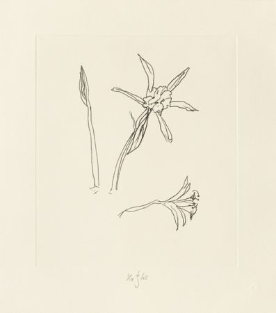 Gravure Flanagan - Ibiza meadow flower